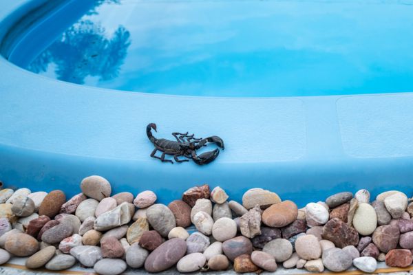 scorpion on the edge of a pool