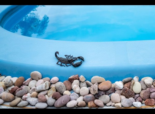 scorpion on the edge of a pool