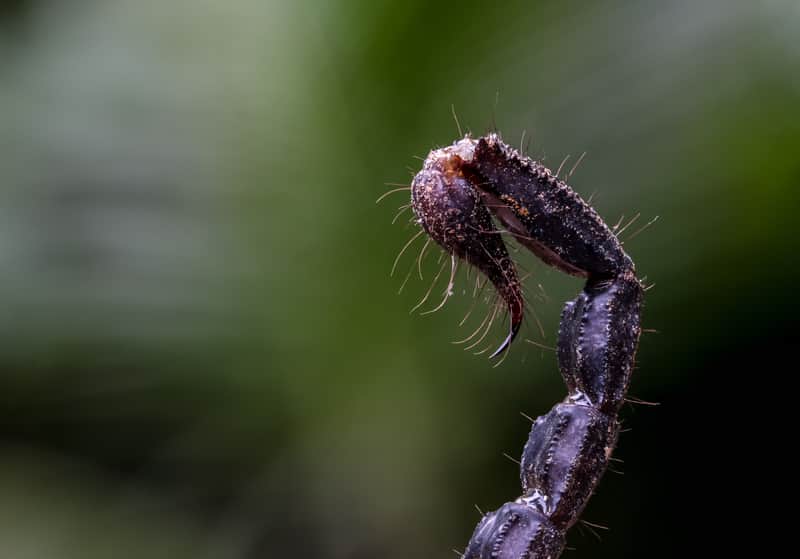 scorpion stinger