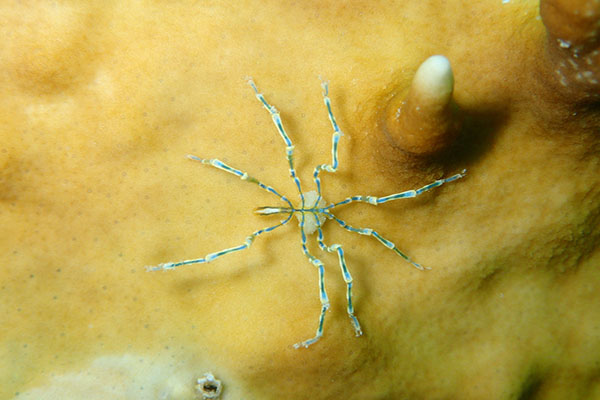 sea spiders