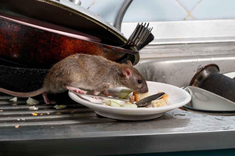 Norway rat on dirty dishes