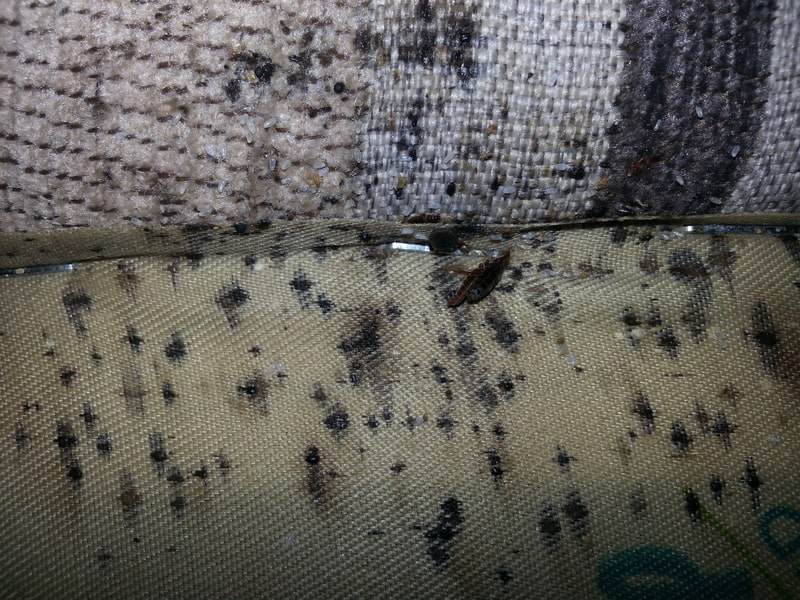 bed bug droppings
