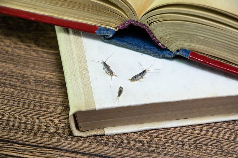 three silverfish on a book