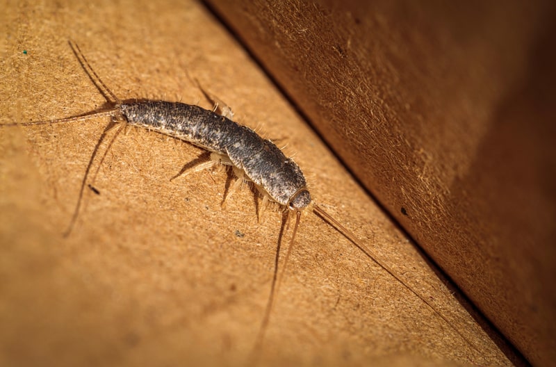 silverfish on wood
