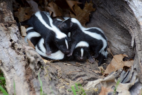 skunk den