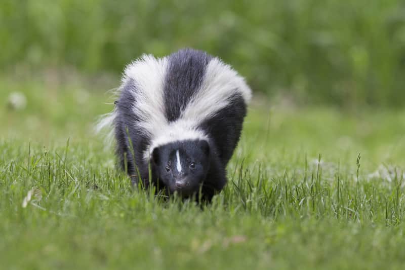 striped skunk