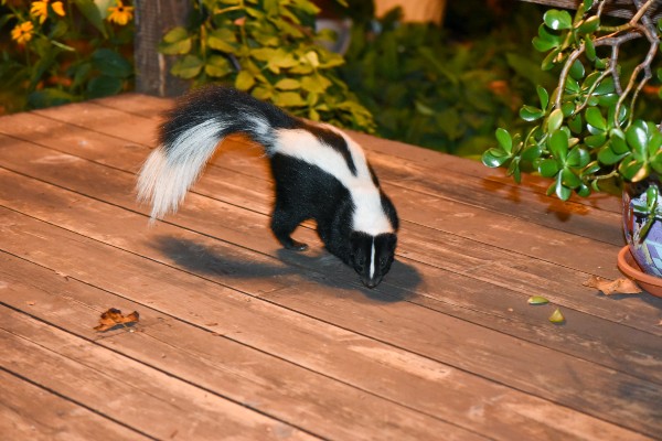 skunk on porch