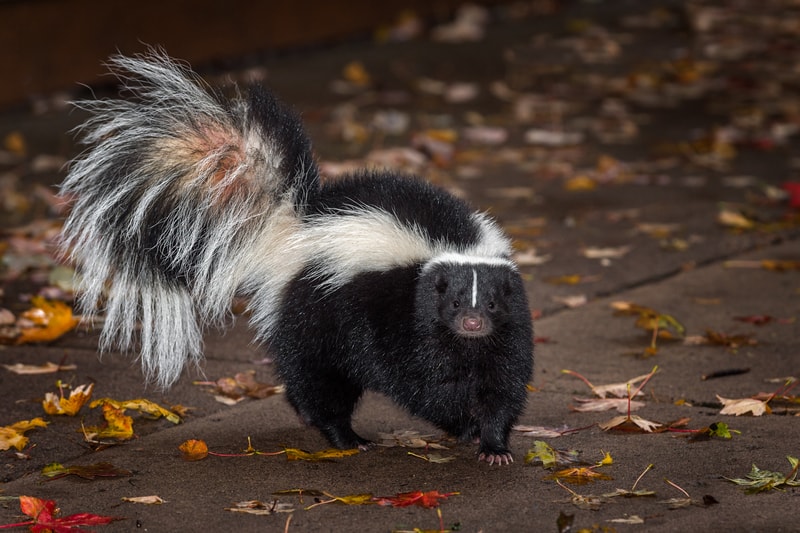 striped skunks