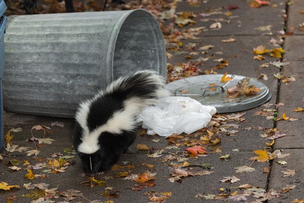 skunks
