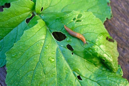 slug on a leaf
