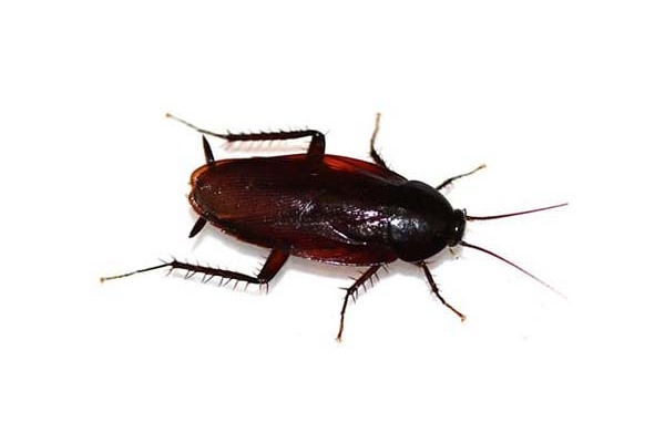 Smoky brown cockroach