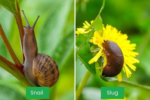 snail and slug side by side comparison