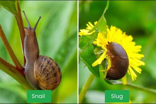 snail and slug side by side comparison