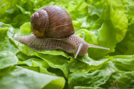snail on a leaf