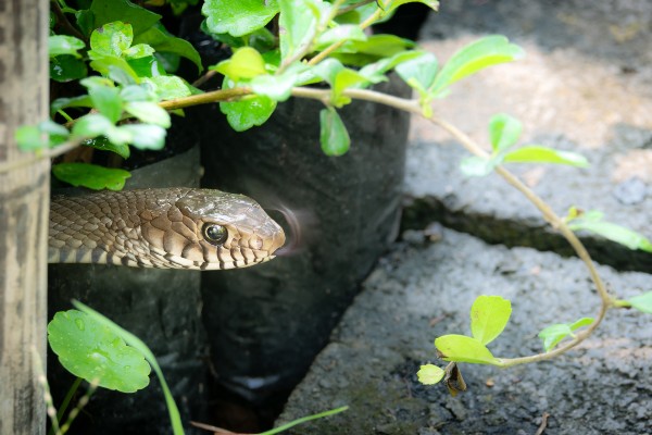 snake hiding