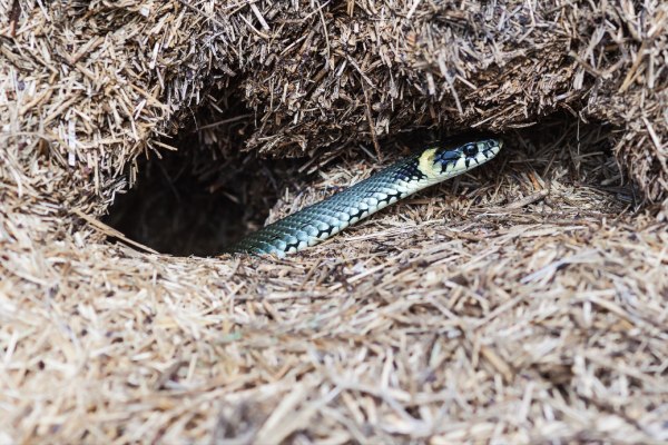 snake hole with snake coming out