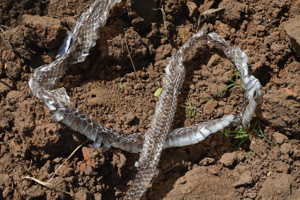 snake shed