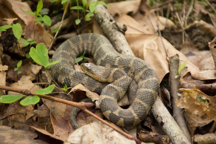 a water snake on a cluttered forest floor