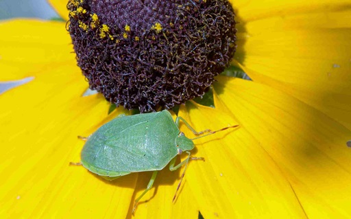 southern green stink bug on a yellow flower