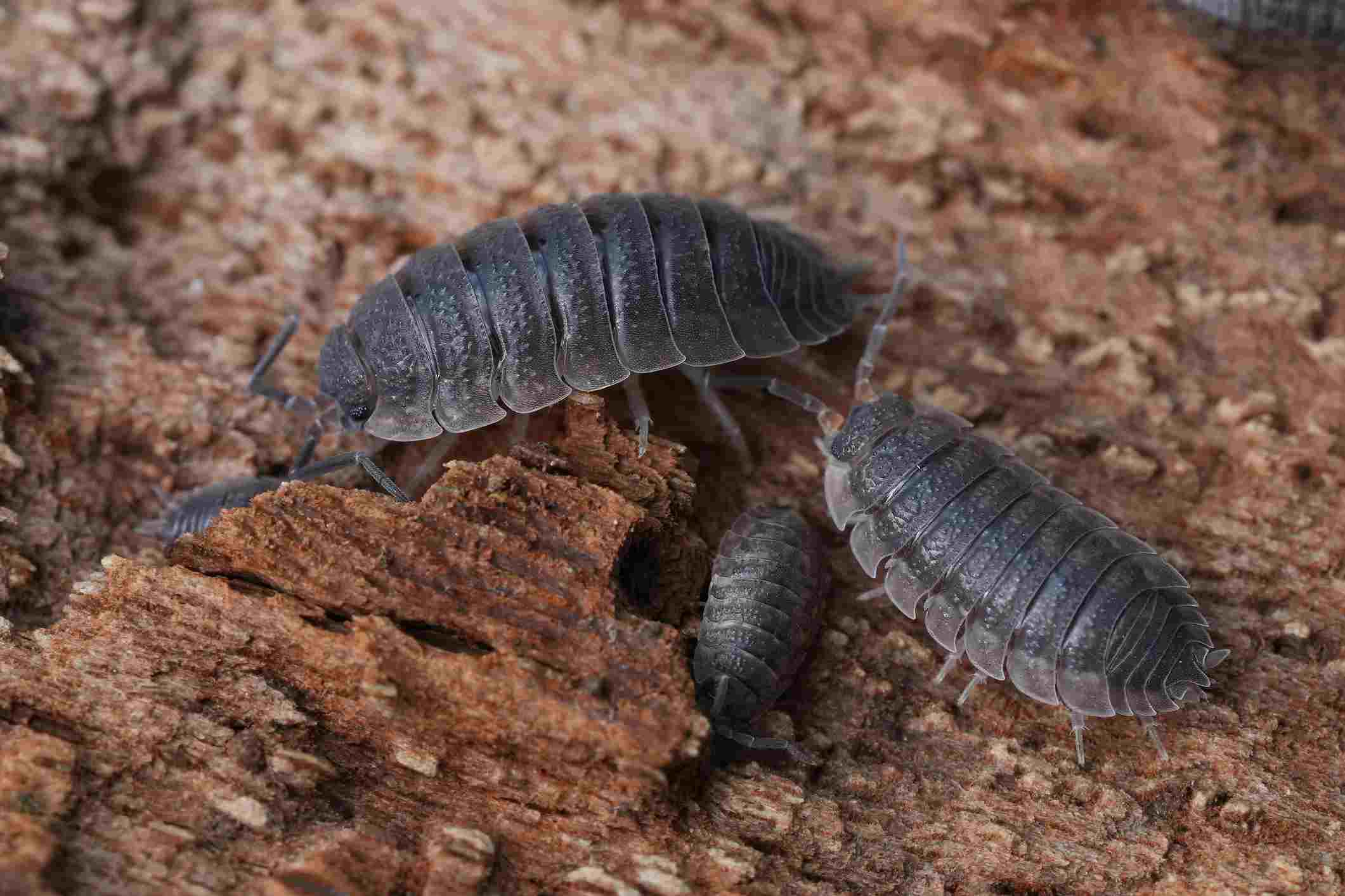 sowbugs (woodlouse) on wood