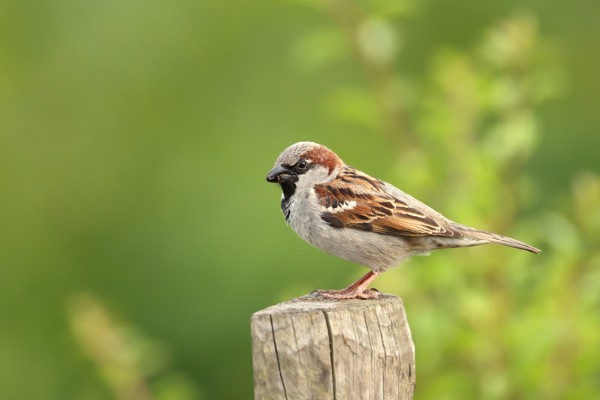 Sparrow on a tree