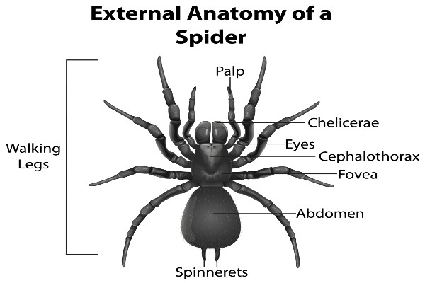diagram of the external anatomy of a spider