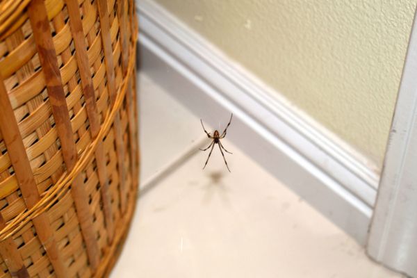spider behind basket