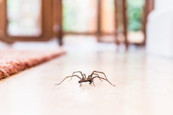 Spider crawling on floor
