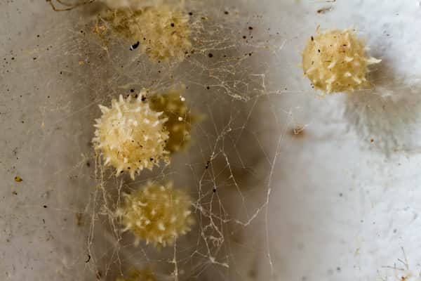 spider eggs in house