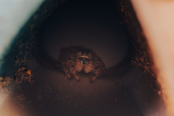 spider hiding