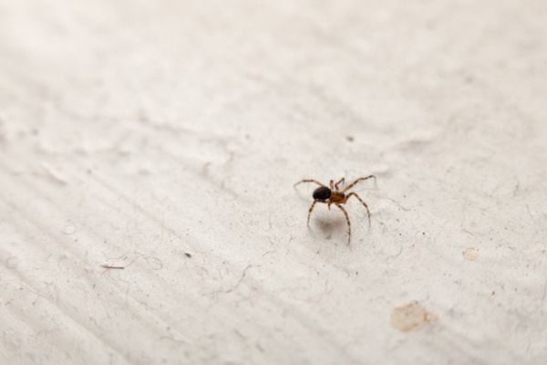 spider in home