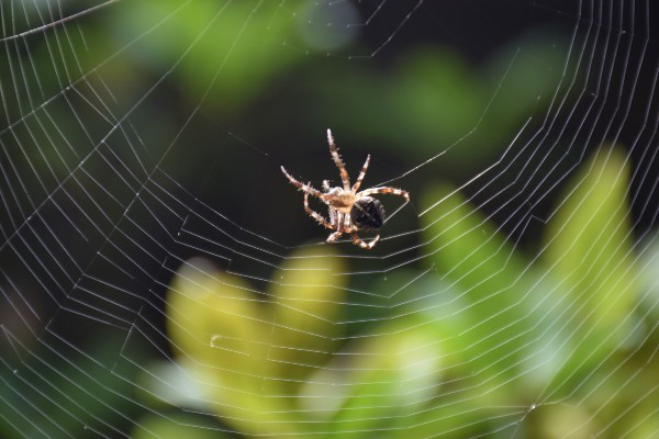 spider creating a web