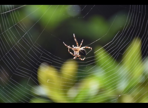spider creating a web