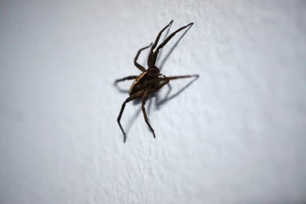 Spider on a wall