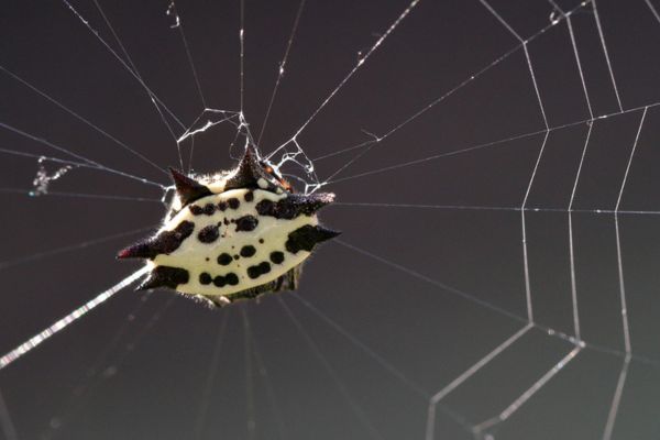 black and white spiny-backed orb weaver in a web