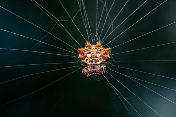 red spiny-backed orb weaver in a web