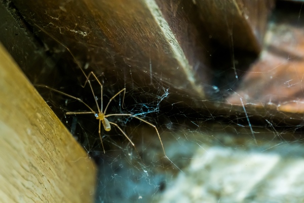 spider web in home