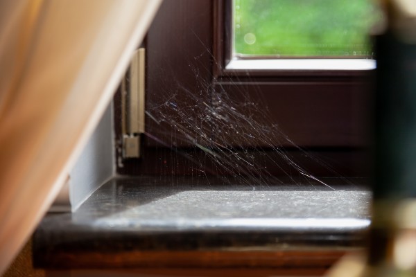 spider web in a window frame inside