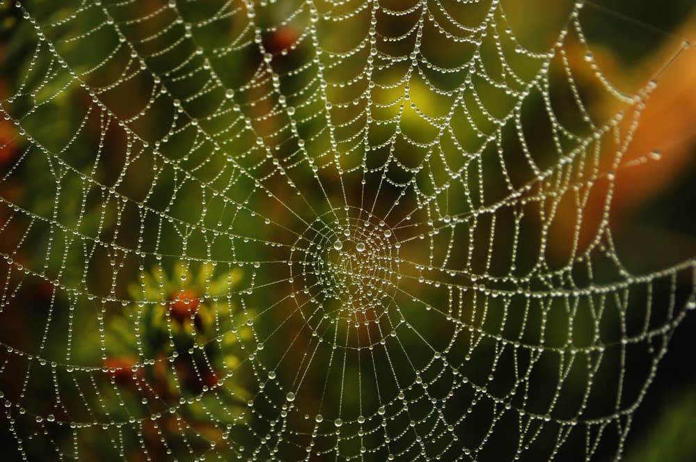 how to get rid of spider webs