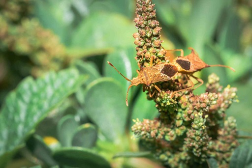 spined soldier stink bug on a plant with greenery in the background
