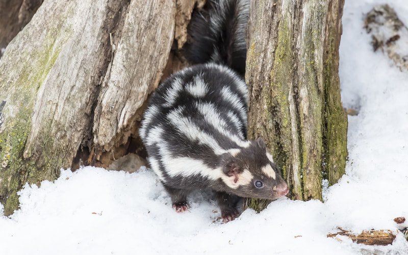 spotted skunks