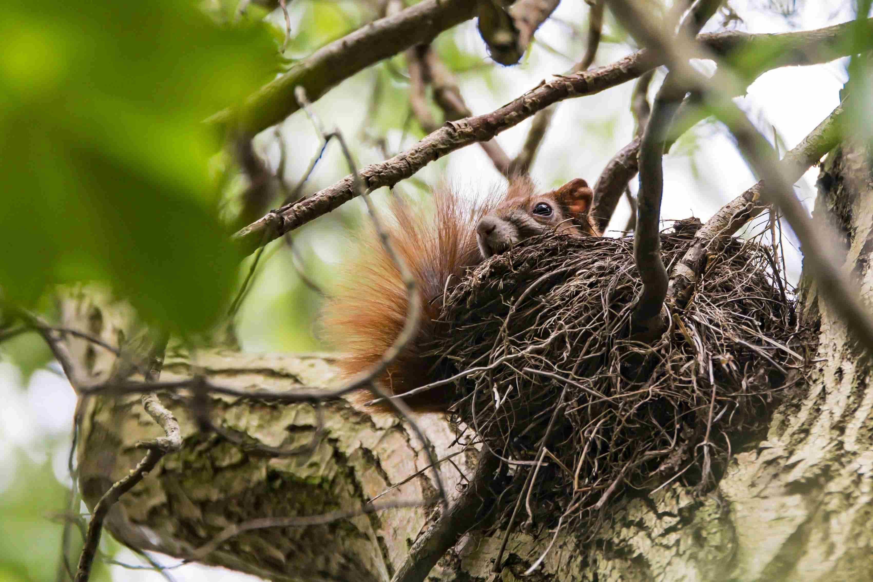squirrel popping out of its nest