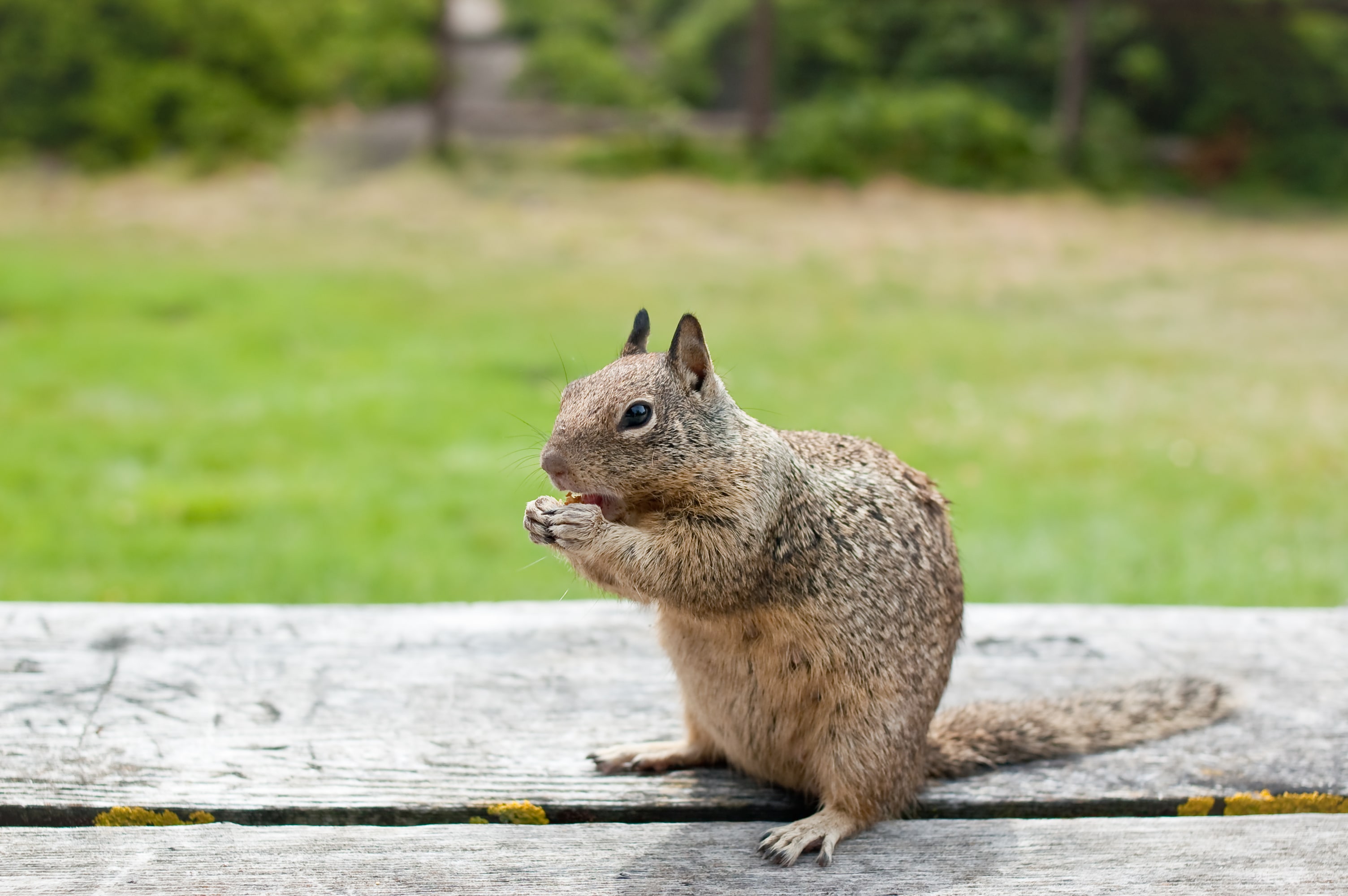 squirrel on a wooden table
