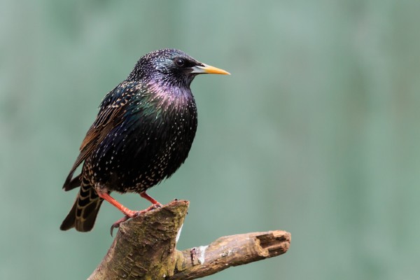 Starling on a tree