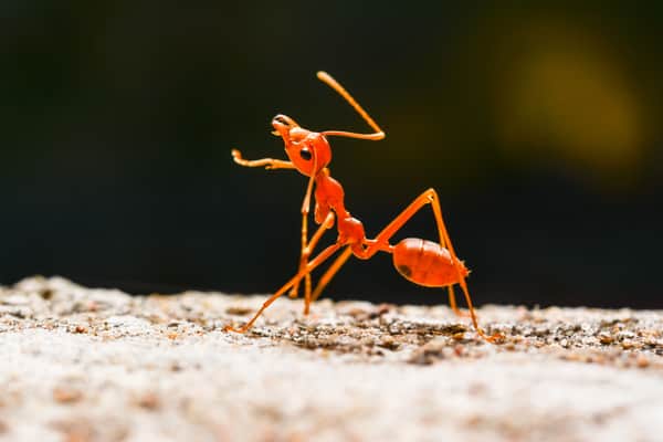 red-ant