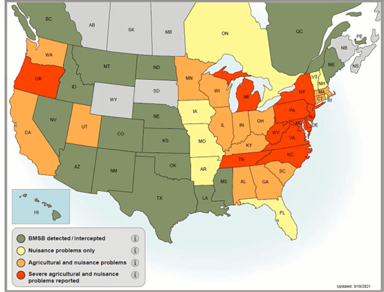 map of stink bug activities