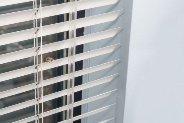 Stink bug on curtain