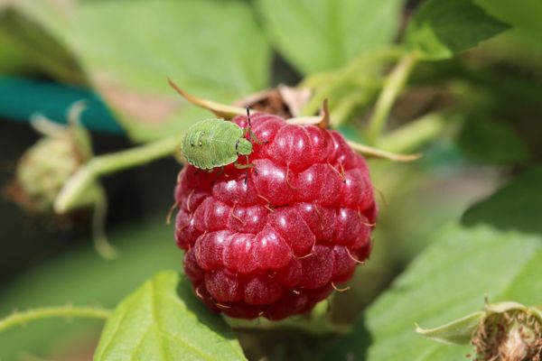 Stink bug on raspberry