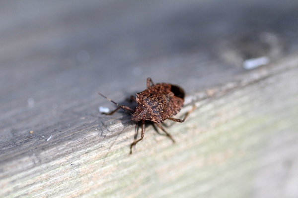 stink-bug-on-wood-feature