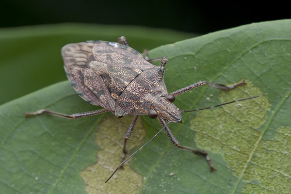stink bugs